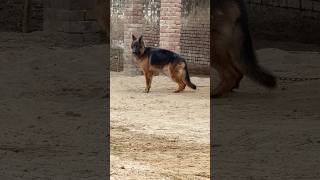 #germanshepherd #germansheparddog #dogs #dogslovers #shorts #youtubeshorts