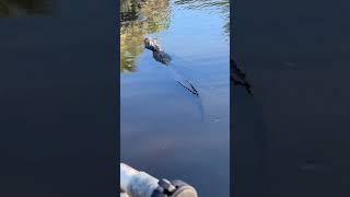 More alligator missisissipiens swimming cause everyone loves a swimming gator