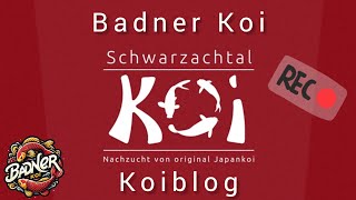 Schwarzachtal Koi auf dem Weg in den Urlaub kurz besucht