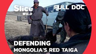 Jal Tumursukh: Championing Biodiversity and Tradition in Mongolia's Red Taiga |SLICE WILD | FULL DOC