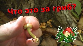 ❓ ЧТО ЭТО ЗА ГРИБЫ? Неизвестные грибы, похожие на опята (ложные опята)