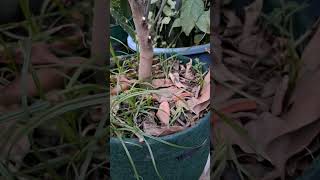 Weeds are Natural Mulch: Discover the Benefits | বন্ধু আগাছা। #rajgardens #shortsvideo #shortsviral