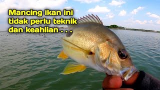 Mancing ikan yang paling mudah di muara laut,ultralight fishing