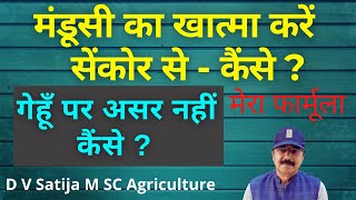 Gehu me mandusi ki dawa | sencor herbicide | metribuzin herbicide | gulli danda in wheat |