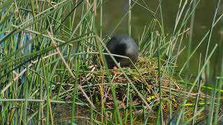 Birds at Karringyup   4K