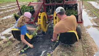 Planting sweet potatoes late