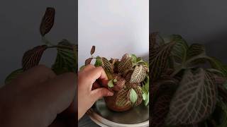 Best plant watering hack #shorts #fyp #plantcare #1K #viral