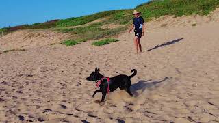 Dimi's First Visit to Shelly Beach in NSW with Doggy Dates NSW