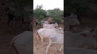 Desert Animals #ytshorts #Buffalo #cows #milkingcow #desertanimal #shorts #pet #viralvideo