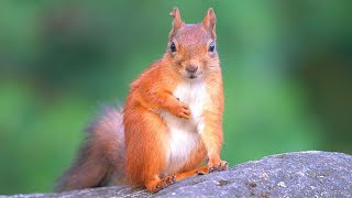 Just a Red Squirrel on a Rock [4K] Posing Hand Over Heart?