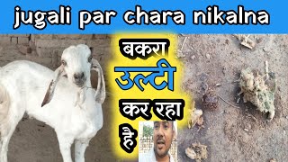 Bakra Ulti Kare To Kya Karen| Food Poisoning In Goats|Vimalumrao