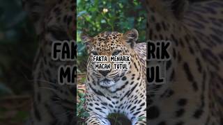 Fakta Menarik Macan Tutul #animals #hewan #faktaunik