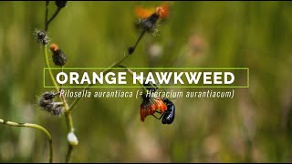 Orange Hawkweed