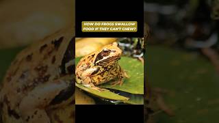 How do frogs swallow food if they cant chew? #shorts #animals