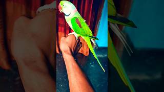 চন্দনা বিক্রয় হবে 🐦✨ #bird_likes #birds #bdbird #parrot #viralvideo #indianparrot