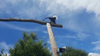 Flugschau, Wild und Greifvogelpark Potzberg