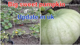 Updating sweet pumpkin.