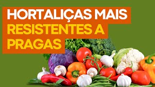 Como deixar suas hortaliças mais resistentes a pragas e doenças