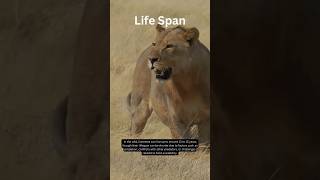 The Untold Secrets of the Majestic Lion