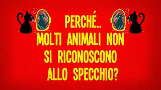 Perché molti animali non si riconoscono allo specchio?