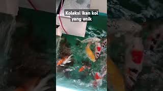 IKAN KOI PENGHILANG STRES#koifish