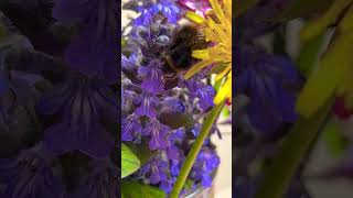 Fresh bouquet 💐 for #bumblebee #breakfast