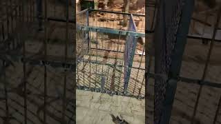 #calf #cage #calfrearing #cow #animallover #viral #trending #shortvideo