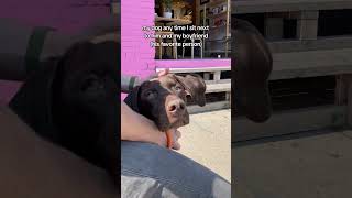 Cry me a river 😢#gsp #germanshorthairedpointer #funnydog #cutedog #dogdad #dogmom #dogvideo