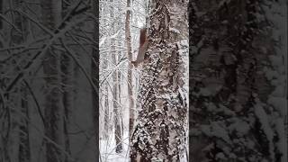 К нам пришла зима❄⛄ Снежное утро в лесу 🌲🌳⛄🍁🍂🐿❤ #белка #белочка #squirrel #animals #животные #лес