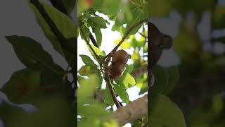 Dove video #animals #wildlife #nature #birds #shorts