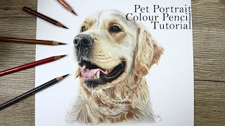 How to draw a Golden Retriever in Color Pencil!