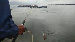 Mancing di danau toba # Ikan pun sudah ngumpul #