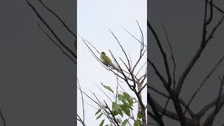 Coppersmith Barbets #coppersmithbarbet #birds #birdslover #rain #peacefulmoments #goodday #4k