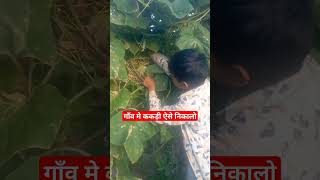 देखिए गाँव मे लोगों की ककड़ी ऐसे चोरते है | Uttarakhand | #shorts