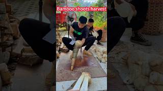 Full analysis of bamboo shoots! A look that understand, a knife section。竹筍採妙招全解析！一看即懂，一刀一節，筍香四溢，口感鮮嫩