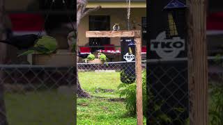 Green Parrots - Video 6 #shorts