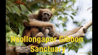 Hoollongapar Gibbon Sanctury, Jorhat, Assam, Northeast India