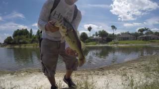 Bass Fishing some pond pads