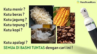 Kutu beras menir jagung tepung kopi dll basmi menggunakan tips trik ini, besoknya kutu hilang semua