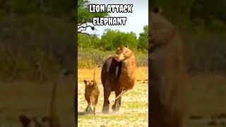 Lion attack elephant #shorts #viral #trending #animals