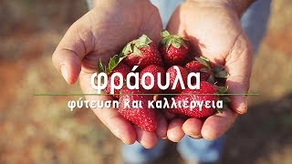 🍓 Φράουλα: 7 μυστικά για φύτευση και καλλιέργεια - Τα Μυστικά του Κήπου