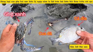 Ghẹ xanh - cua đá - cá dìa và Hàng loạt hải sản biển bị ngộp nằm đầy trên biển khi thủy triều xuống