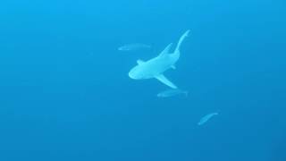 Emerald dive charter shark dive, 6/6/16 first dive B