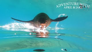 April Goes to The Galapagos - Part 7 | Swimming With Sea Lions at San Cristobal Island