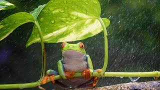 Noche bajo la Lluvia. canto de las ranas🐸🐸🌧️"Amemos el Planeta" "Policarpa Nariño"