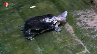 Argentinische Krötenkopfschildkröte im Zoo-Aquarium Berlin