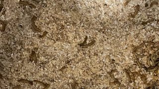 Mealworm colony cam