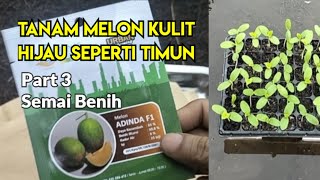 CARA SEMAI BENIH MELON ADINDA (Part 3)