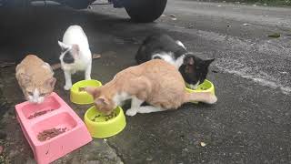 Feeding Our Cats - Dinner time!