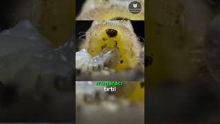 Karıncaları Kölesi Yapan Tırtıl! 🐜⛓️🐛🤯